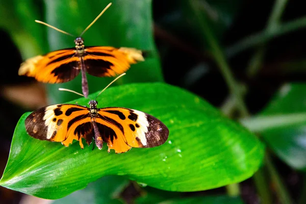 Plain Tiger mariposa en una hoja — Foto de Stock