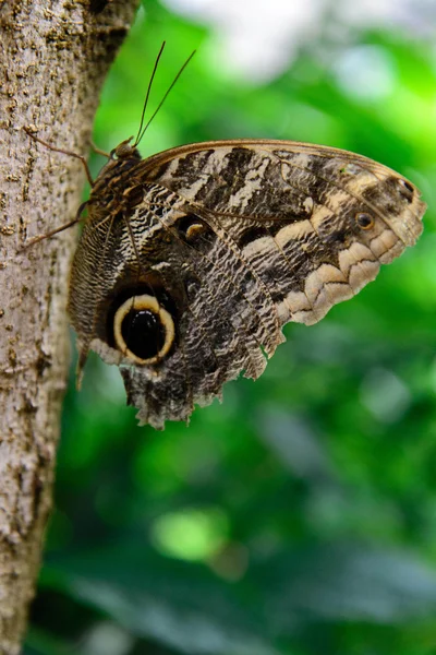 자연에 황갈색 올빼미 나비 — 스톡 사진
