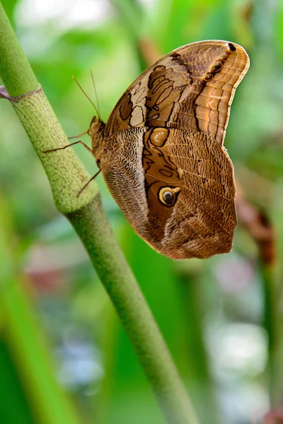 Tawny Sowa motyl w przyrodzie — Zdjęcie stockowe