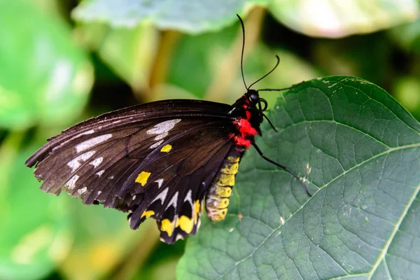 Papillon en lambeaux rouge et jaune — Photo