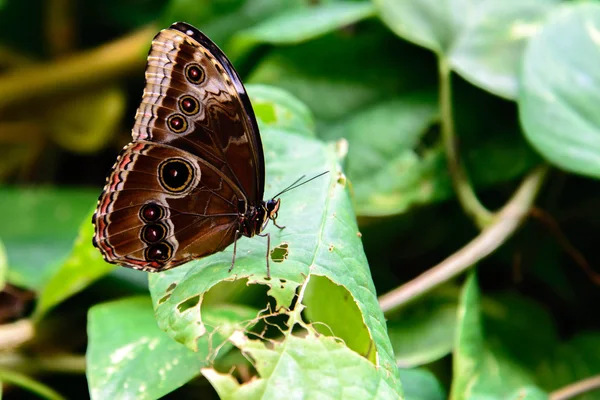 Motyl niebieski wspólne Morpho — Zdjęcie stockowe