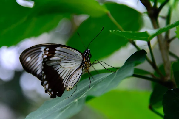 Brun och vit Swallowtail fjäril — Stockfoto