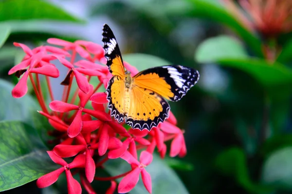 オレンジと黒無地の虎蝶のピンクの花 — ストック写真
