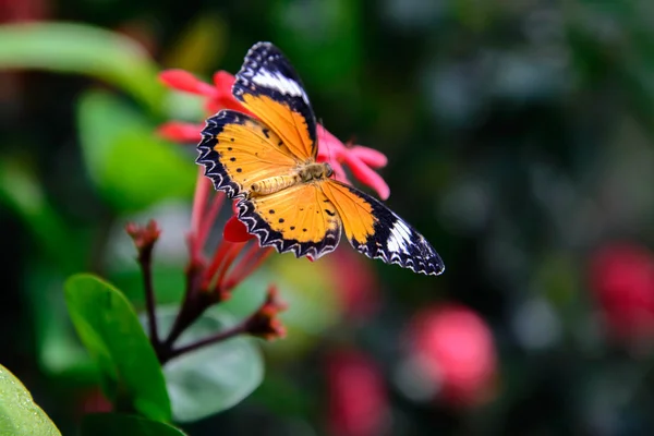 Laranja e preto Borboleta de tigre liso em uma flor rosa — Fotografia de Stock