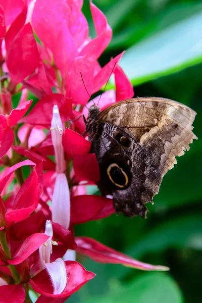 Tawny Sowa motyl w przyrodzie — Zdjęcie stockowe