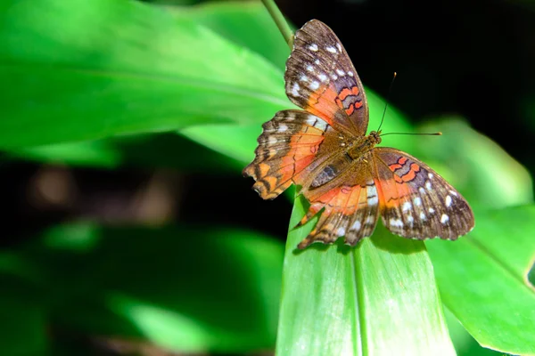 Πεταλούδα κόκκινου παγώνι στη φύση — Φωτογραφία Αρχείου