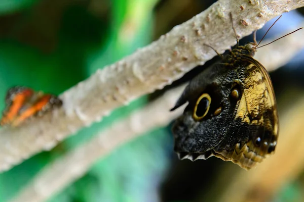 Tawny Sowa i czerwony Paw motyl w przyrodzie — Zdjęcie stockowe