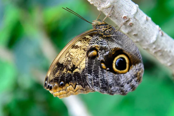 Tawny Sowa motyl w przyrodzie — Zdjęcie stockowe