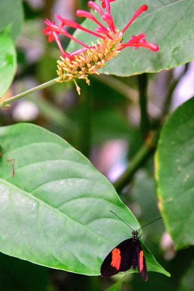 Rojo y negro Cartero común mariposa — Foto de Stock