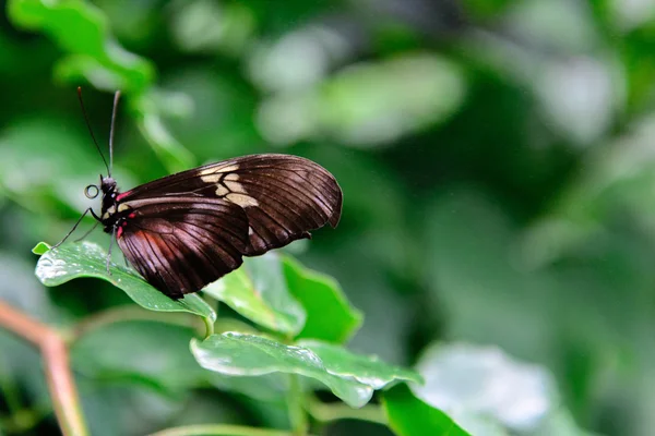 Червоно-чорний Common Postman Butterfly — стокове фото