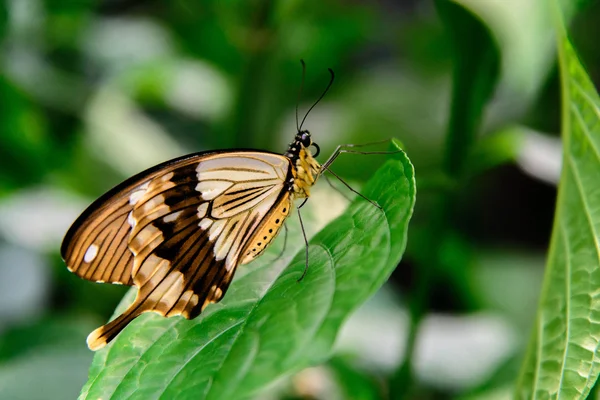 Коричнево-біла ластівка метелик — стокове фото
