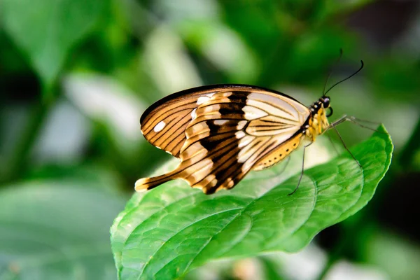 갈색과 흰색 제비 꼬리 나비 — 스톡 사진