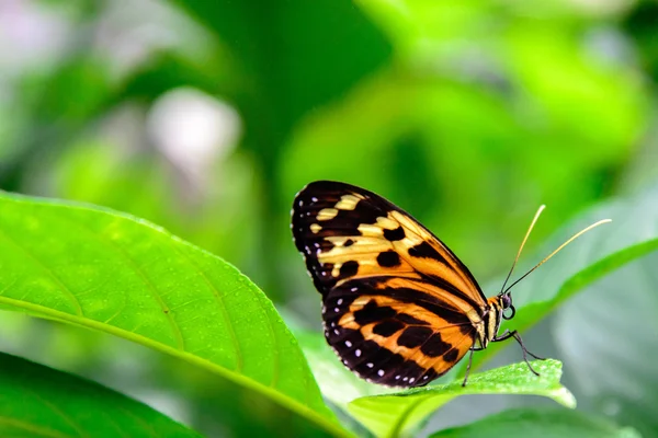 Běžný motýl tygr — Stock fotografie
