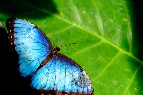 Azul Comum Morpho borboleta — Fotografia de Stock