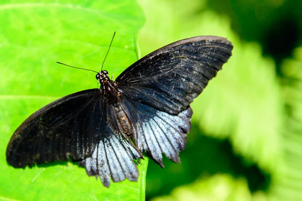 Siyah ve gümüş büyük Mormon kelebek — Stok fotoğraf