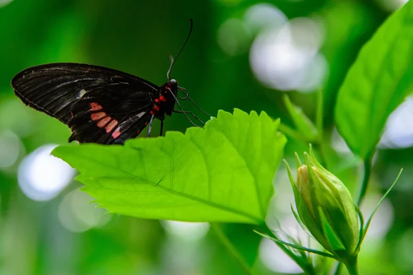 Червоно-чорний Common Postman Butterfly — стокове фото