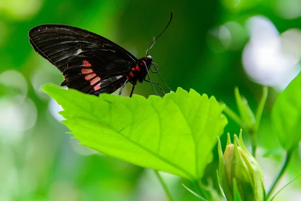 Rojo y negro Cartero común mariposa — Foto de Stock