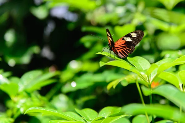 Червоно-чорний Common Postman Butterfly — стокове фото
