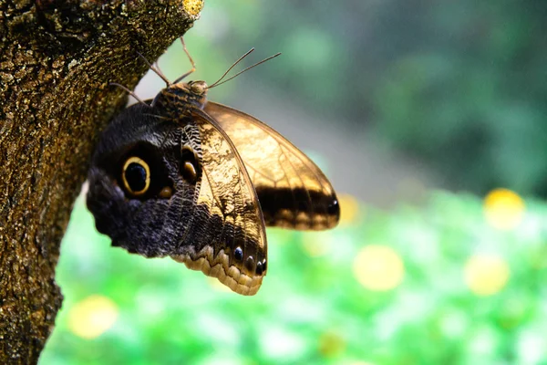 Waldkauz Schmetterling in der Natur — Stockfoto