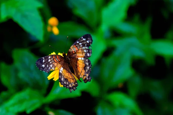 Red Peacock butterfly on a yellow flower — Stock Photo, Image