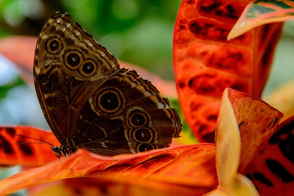 Azul común Morpho mariposa — Foto de Stock