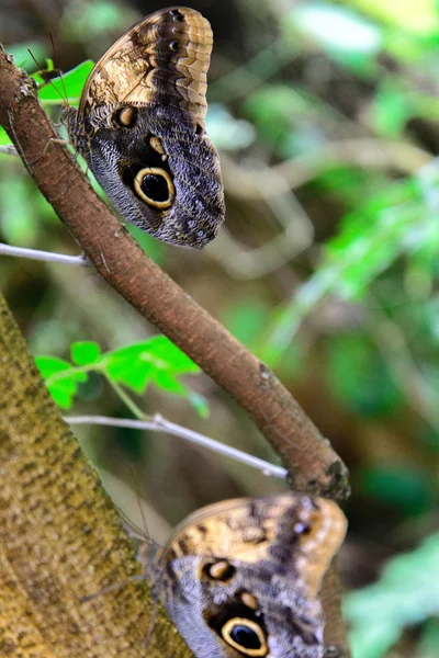 Hibou fauve Papillon dans la nature — Photo