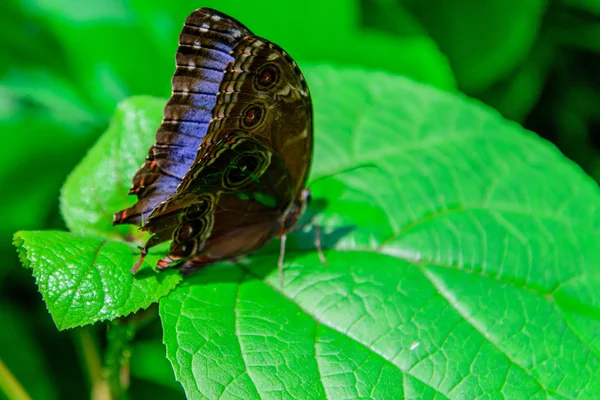 Blauer Gemeiner Morpho-Schmetterling — Stockfoto
