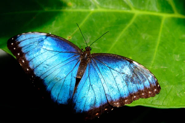 Blauer Gemeiner Morpho-Schmetterling lizenzfreie Stockbilder