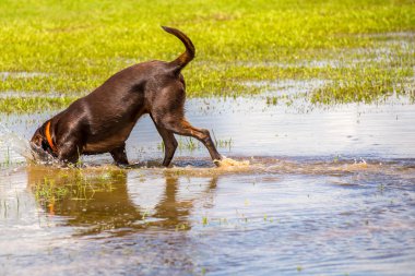Islak bir parkta oynayan köpekler 