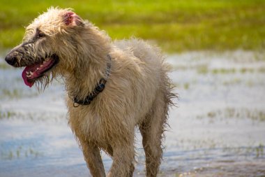 Islak bir parkta oynayan köpekler 