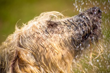 Islak bir parkta oynayan köpekler 