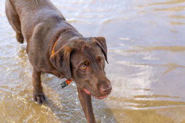 Islak bir parkta oynayan köpekler 