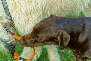 Çikolata laboratuvar ve oynarken İrlandalı Wolfhound köpekler