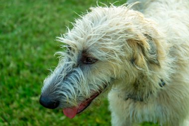 Wheaton İrlandalı Wolfhound