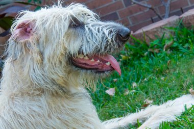 Wheaton İrlandalı Wolfhound