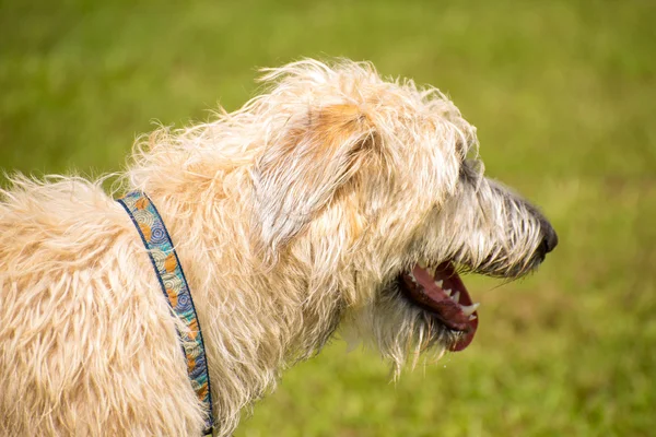 Dogs playing in a wet park — Stock Photo, Image