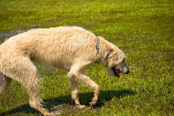 ウェット公園で遊ぶ犬 — ストック写真
