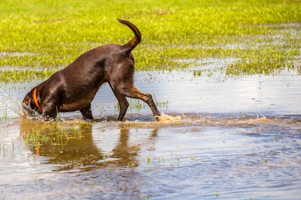 Hunde spielen in einem feuchten Park — Stockfoto