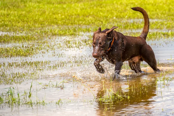 Dogs playing in a wet park — Stock Photo, Image