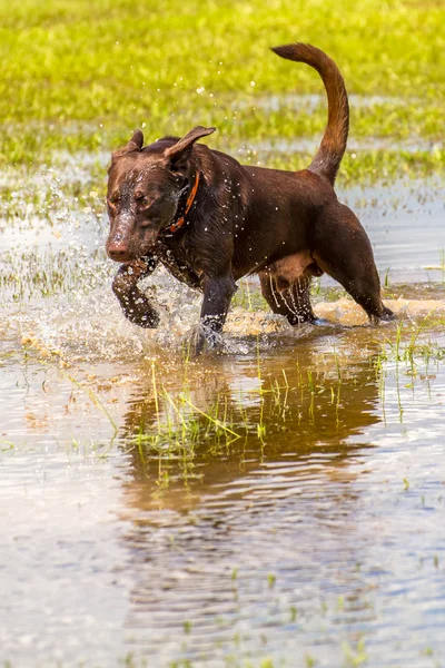 Hunde spielen in einem feuchten Park — Stockfoto