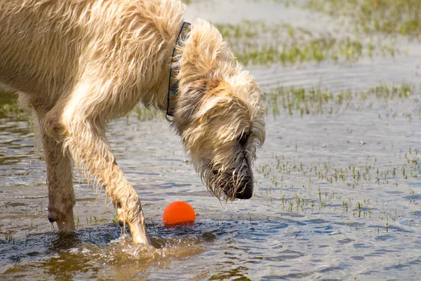 Cães brincando em um parque molhado — Fotografia de Stock