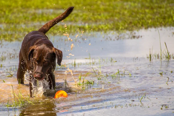 Hunde spielen in einem feuchten Park — Stockfoto