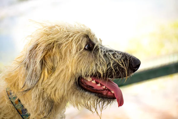 Dogs playing in a wet park — Stock Photo, Image