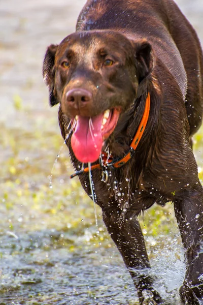 Dogs playing in a wet park — Stock Photo, Image