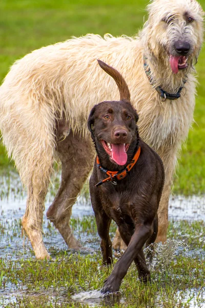 Dogs playing in a wet park — Stock Photo, Image