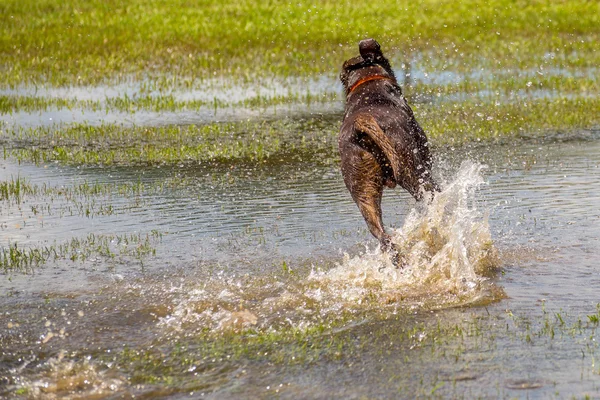 Собаки играют во влажном парке — стоковое фото