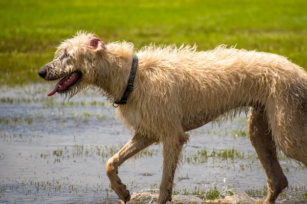 Hunde spielen in einem feuchten Park — Stockfoto