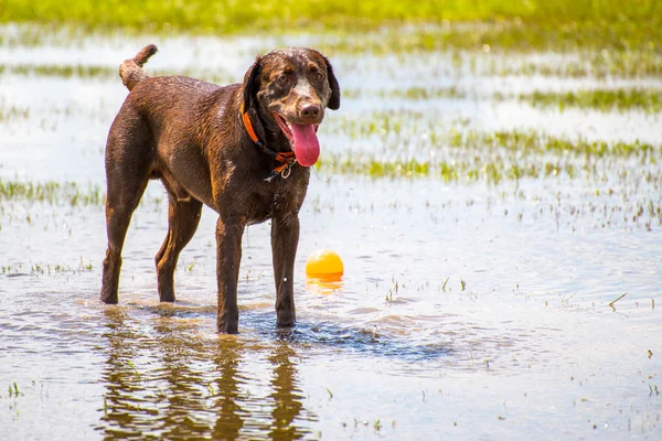 Hundar i en våt park — Stockfoto