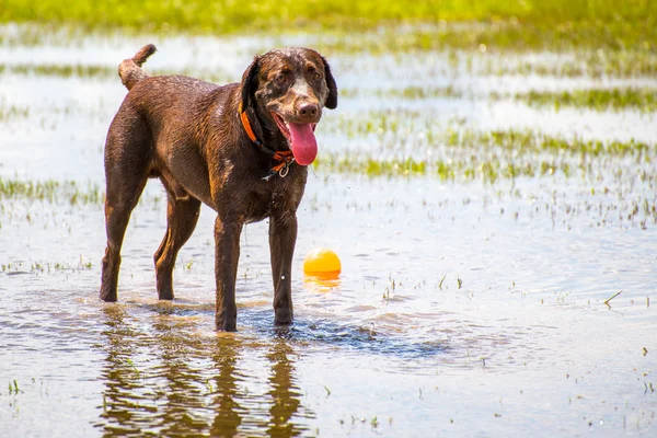 Hunde spielen in einem feuchten Park — Stockfoto