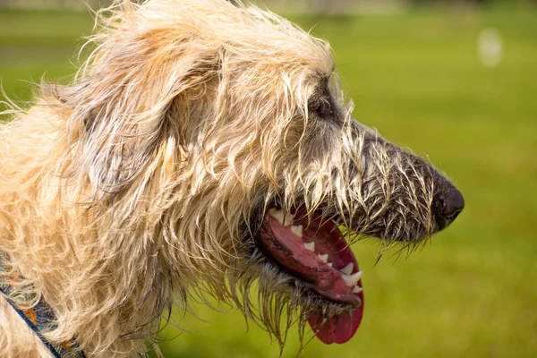 Dogs playing in a wet park — Stock Photo, Image